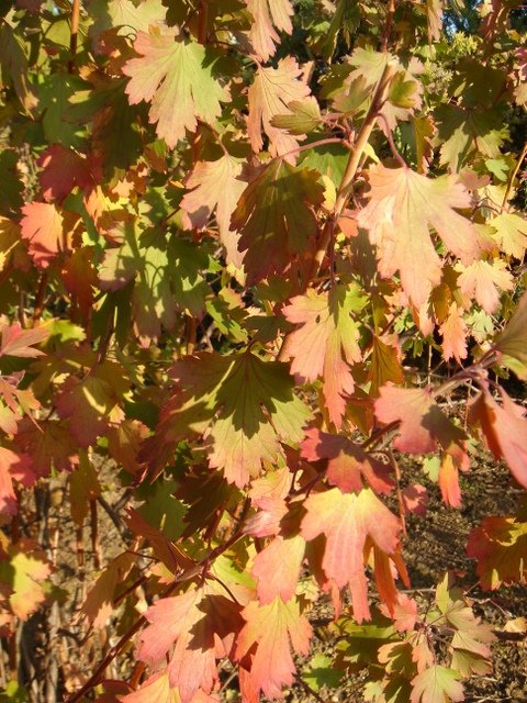 Ribes aureum P9 P20 P26 (3)